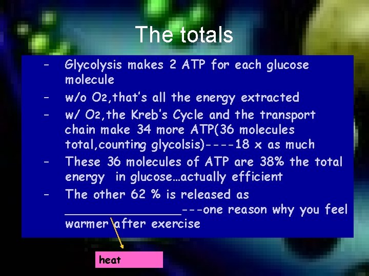 The totals – – – Glycolysis makes 2 ATP for each glucose molecule w/o