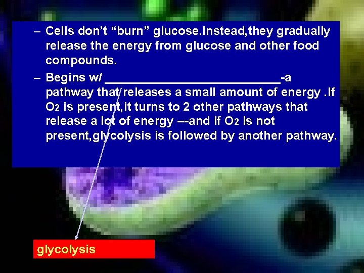 – Cells don’t “burn” glucose. Instead, they gradually release the energy from glucose and