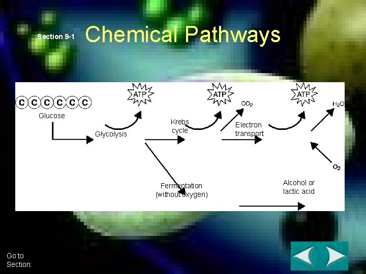 Section 9 -1 Chemical Pathways Glucose Glycolysis Krebs cycle Fermentation (without oxygen) Go to