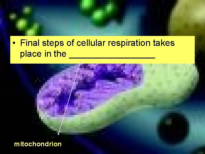  • Final steps of cellular respiration takes place in the _________ mitochondrion 
