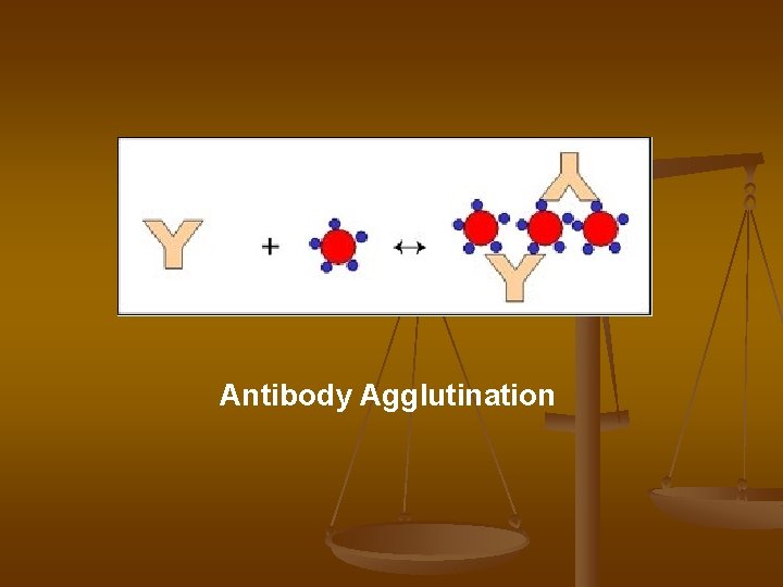 Antibody Agglutination 