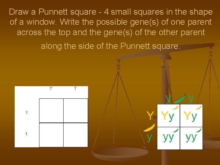 Draw a Punnett square - 4 small squares in the shape of a window.