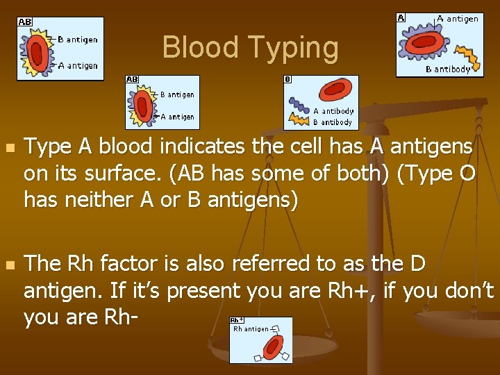 Blood Typing n n Type A blood indicates the cell has A antigens on