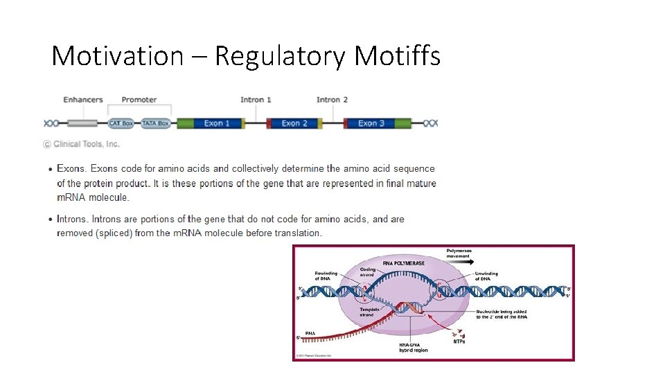 Motivation – Regulatory Motiffs 