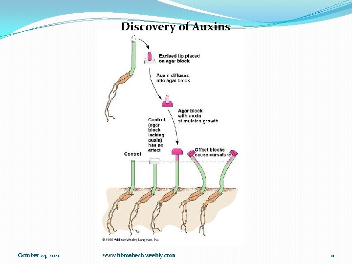 Discovery of Auxins October 24, 2021 www. hbmahesh. weebly. com 11 