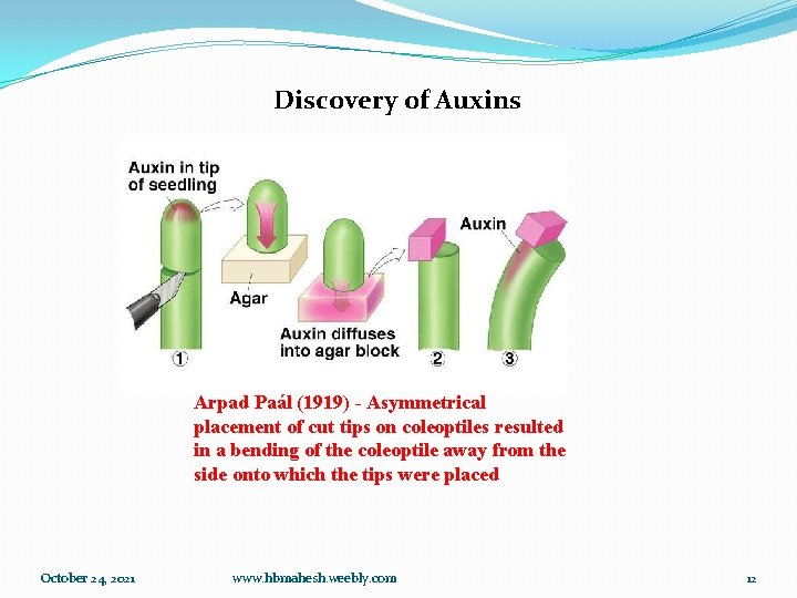 Discovery of Auxins Arpad Paál (1919) - Asymmetrical placement of cut tips on coleoptiles