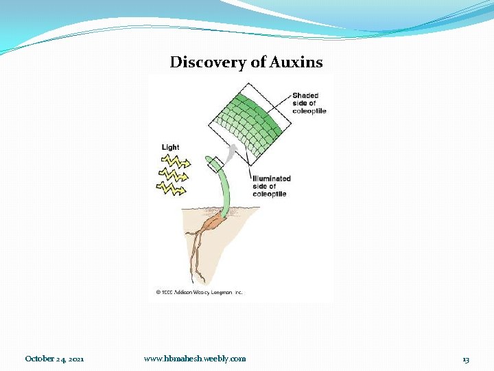 Discovery of Auxins October 24, 2021 www. hbmahesh. weebly. com 13 