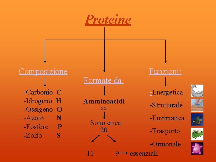 Proteine Composizione -Carbonio -Idrogeno -Ossigeno -Azoto -Fosforo -Zolfo C H O N P S