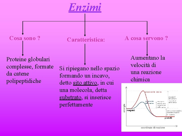 Enzimi Cosa sono ? Caratteristica: Proteine globulari complesse, formate Si ripiegano nello spazio da