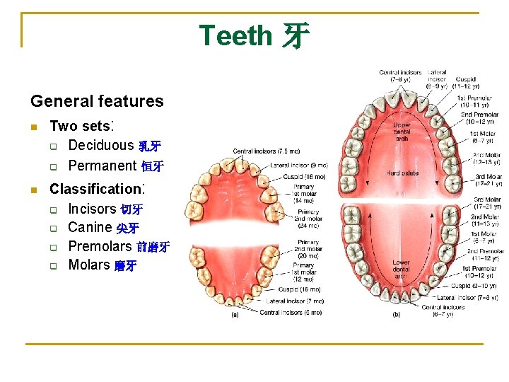 Teeth 牙 General features n n Two sets: q Deciduous 乳牙 q Permanent 恒牙