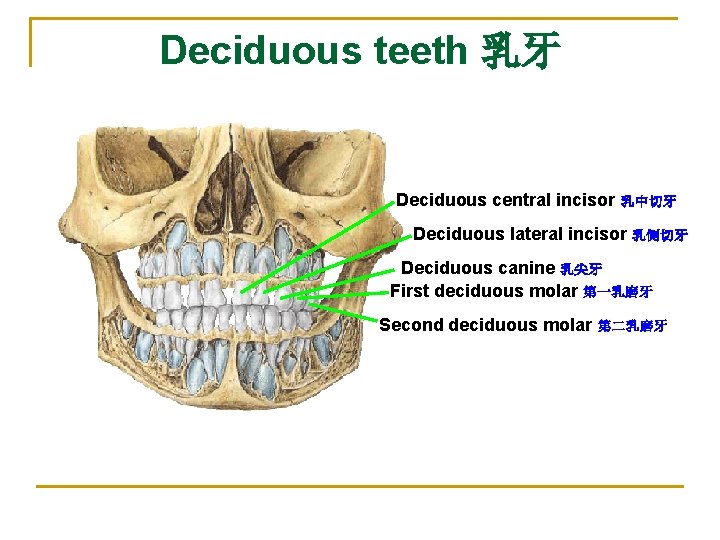 Deciduous teeth 乳牙 Deciduous central incisor 乳中切牙 Deciduous lateral incisor 乳侧切牙 Deciduous canine 乳尖牙