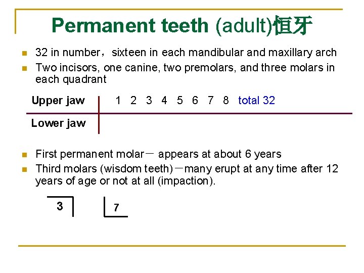 Permanent teeth (adult)恒牙 n n 32 in number，sixteen in each mandibular and maxillary arch