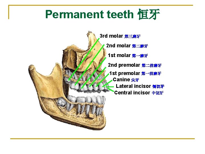 Permanent teeth 恒牙 3 rd molar 第三磨牙 2 nd molar 第二磨牙 1 st molar