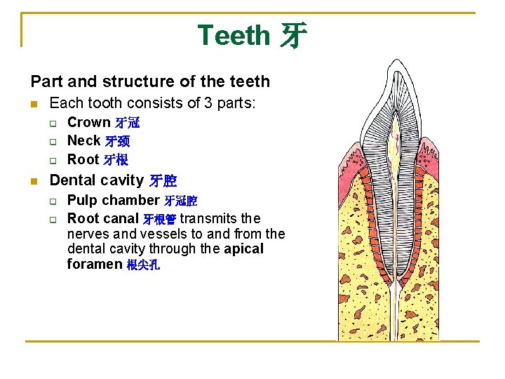 Teeth 牙 Part and structure of the teeth n Each tooth consists of 3
