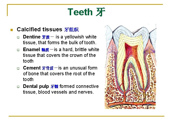Teeth 牙 n Calcified tissues 牙组织 q q Dentine 牙质－ is a yellowish white