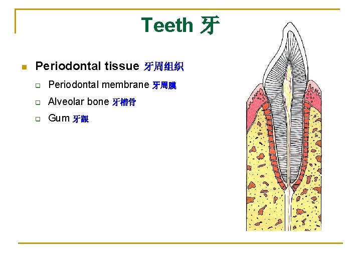 Teeth 牙 n Periodontal tissue 牙周组织 q Periodontal membrane 牙周膜 q Alveolar bone 牙槽骨