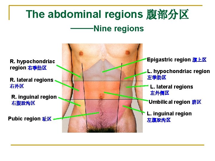 The abdominal regions 腹部分区 ——Nine regions R. hypochondriac region 右季肋区 Epigastric region 腹上区 R.