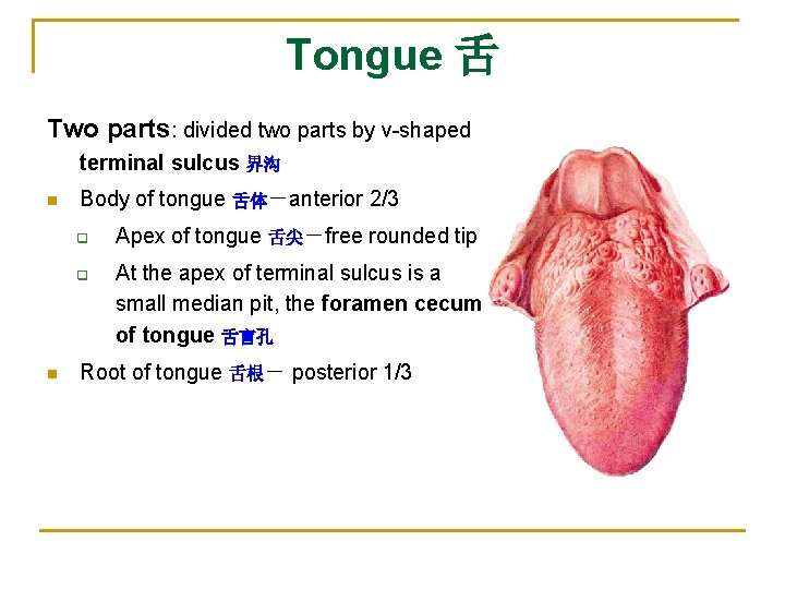 Tongue 舌 Two parts: divided two parts by v-shaped terminal sulcus 界沟 n Body