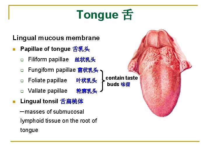 Tongue 舌 Lingual mucous membrane n n Papillae of tongue 舌乳头 q Filiform papillae