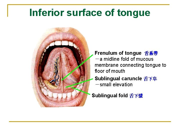 Inferior surface of tongue Frenulum of tongue 舌系带 －a midline fold of mucous membrane