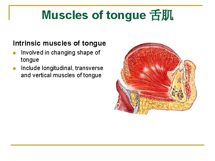 Muscles of tongue 舌肌 Intrinsic muscles of tongue n n Involved in changing shape