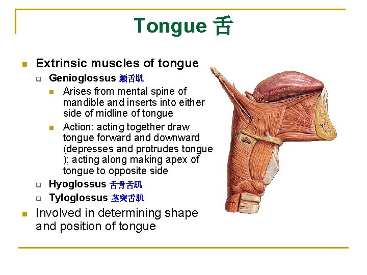 Tongue 舌 n Extrinsic muscles of tongue q q q n Genioglossus 颏舌肌 n