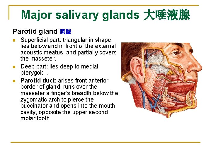 Major salivary glands 大唾液腺 Parotid gland 腮腺 n n n Superficial part: triangular in