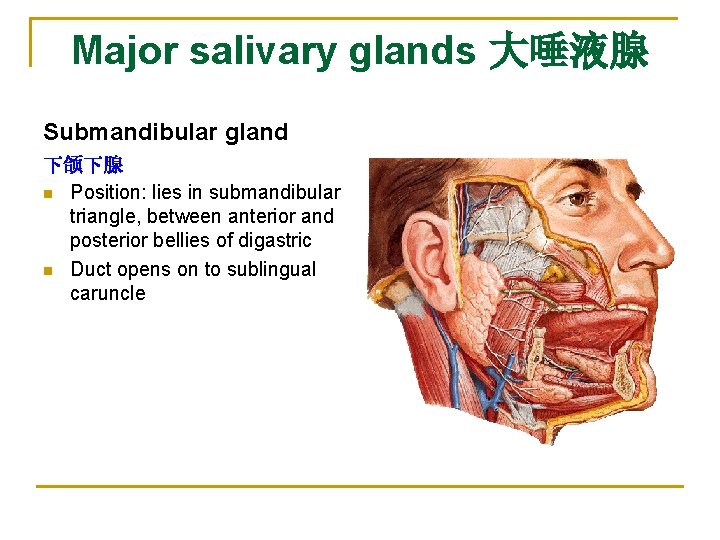 Major salivary glands 大唾液腺 Submandibular gland 下颌下腺 n Position: lies in submandibular triangle, between