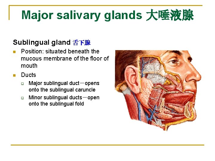 Major salivary glands 大唾液腺 Sublingual gland 舌下腺 n Position: situated beneath the mucous membrane
