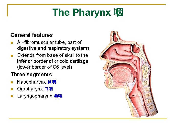 The Pharynx 咽 General features n n A –fibromuscular tube, part of digestive and