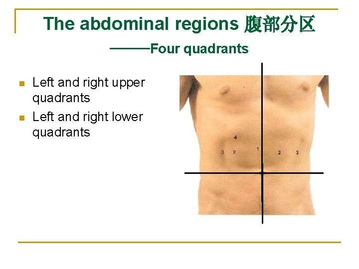 The abdominal regions 腹部分区 ——Four quadrants n n Left and right upper quadrants Left