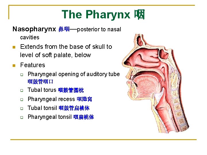 The Pharynx 咽 Nasopharynx 鼻咽—posterior to nasal cavities n Extends from the base of