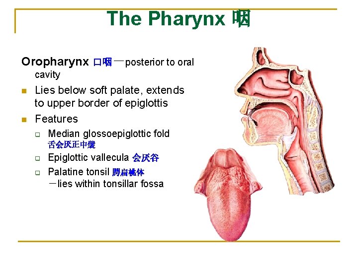 The Pharynx 咽 Oropharynx 口咽－posterior to oral cavity n n Lies below soft palate,