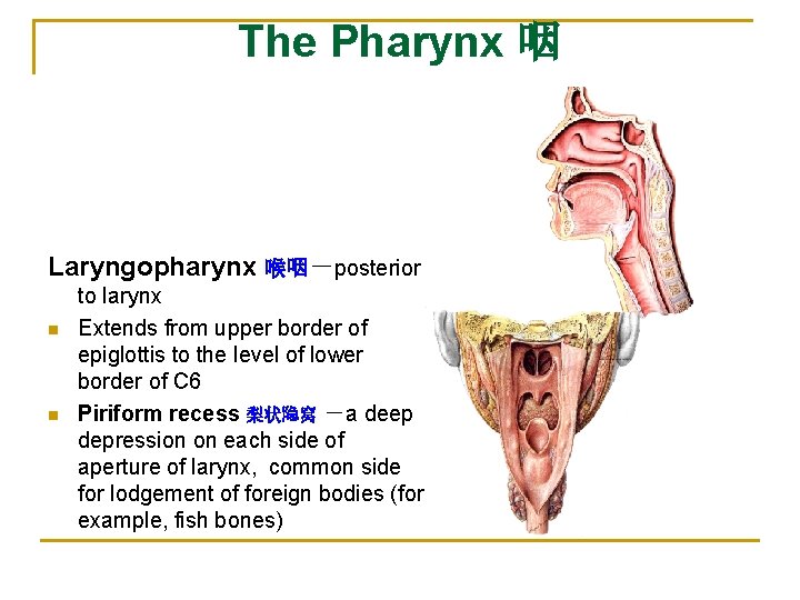 The Pharynx 咽 Laryngopharynx 喉咽－posterior n n to larynx Extends from upper border of