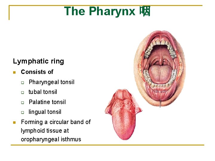 The Pharynx 咽 Lymphatic ring n n Consists of q Pharyngeal tonsil q tubal
