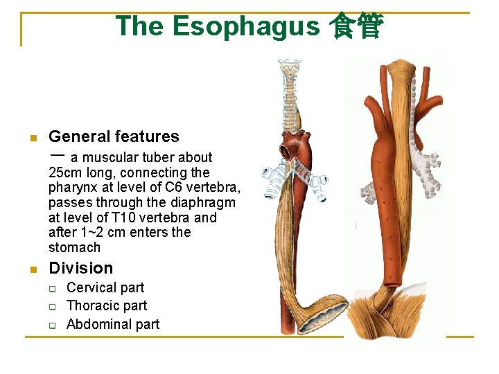 The Esophagus 食管 n General features － a muscular tuber about 25 cm long,