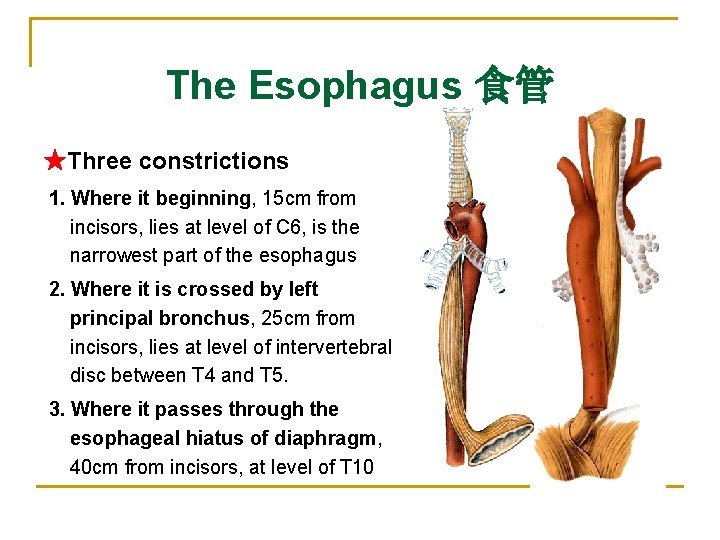The Esophagus 食管 ★Three constrictions 1. Where it beginning, 15 cm from incisors, lies
