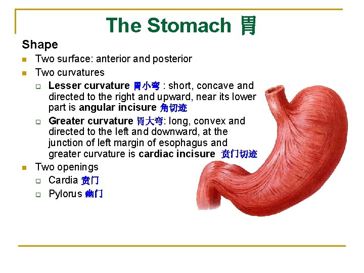 The Stomach 胃 Shape n n n Two surface: anterior and posterior Two curvatures