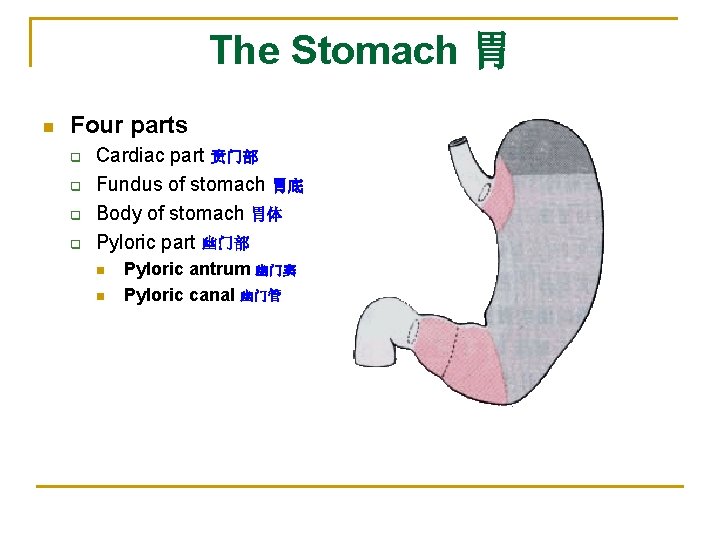 The Stomach 胃 n Four parts q q Cardiac part 贲门部 Fundus of stomach
