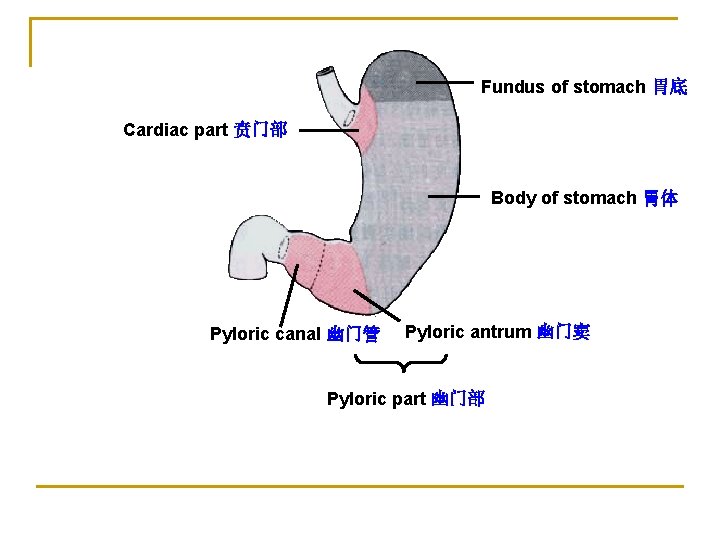 Fundus of stomach 胃底 Cardiac part 贲门部 Body of stomach 胃体 Pyloric canal 幽门管