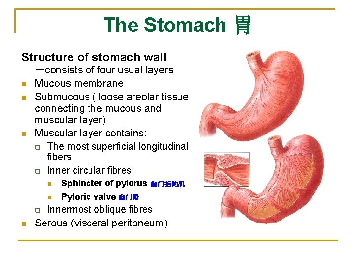 The Stomach 胃 Structure of stomach wall n n n －consists of four usual