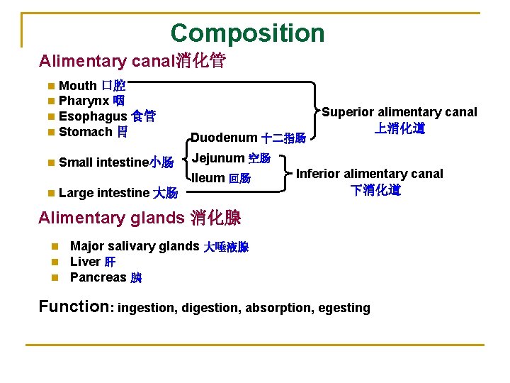 Composition Alimentary canal消化管 n n Mouth 口腔 Pharynx 咽 Esophagus 食管 Stomach 胃 Duodenum