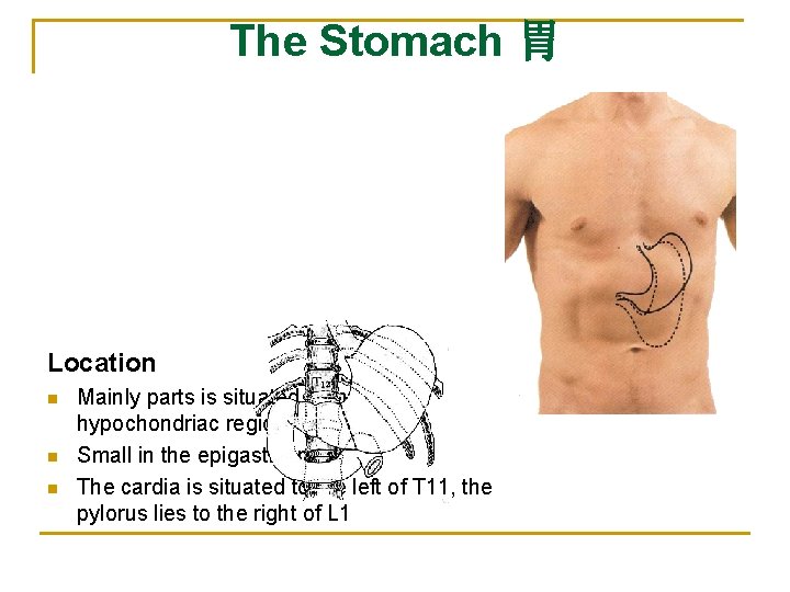 The Stomach 胃 Location n Mainly parts is situated in the left hypochondriac region