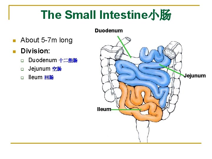 The Small Intestine小肠 Duodenum n About 5 -7 m long n Division: q q