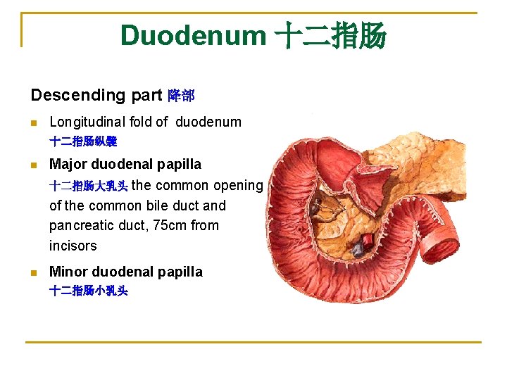 Duodenum 十二指肠 Descending part 降部 n Longitudinal fold of duodenum 十二指肠纵襞 n Major duodenal