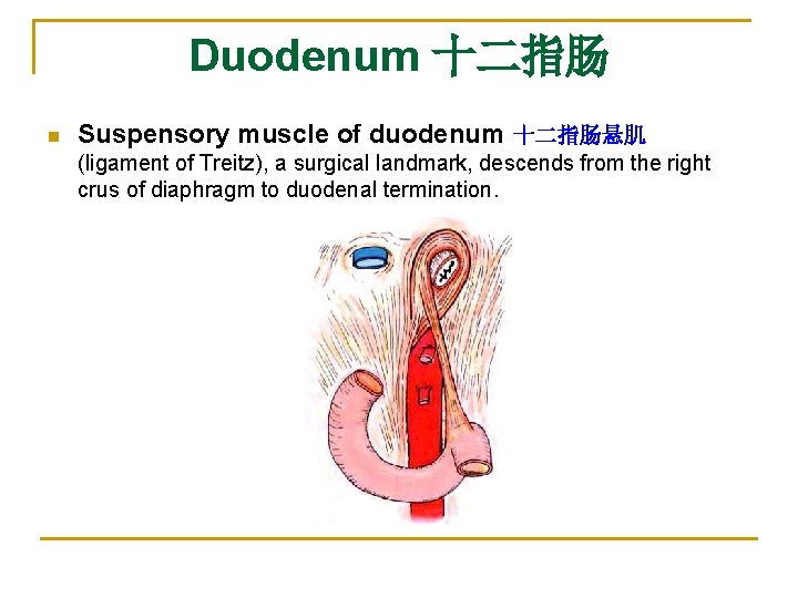 Duodenum 十二指肠 n Suspensory muscle of duodenum 十二指肠悬肌 (ligament of Treitz), a surgical landmark,