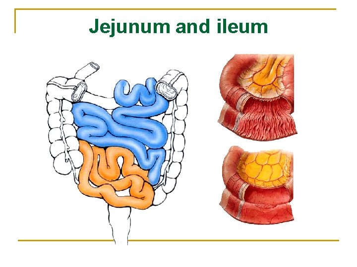 Jejunum and ileum 