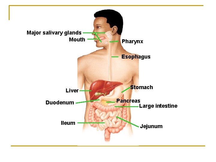 Major salivary glands Mouth Pharynx Esophagus Liver Duodenum Ileum Stomach Pancreas Large intestine Jejunum