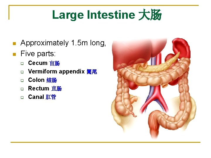 Large Intestine 大肠 n n Approximately 1. 5 m long, Five parts: q q