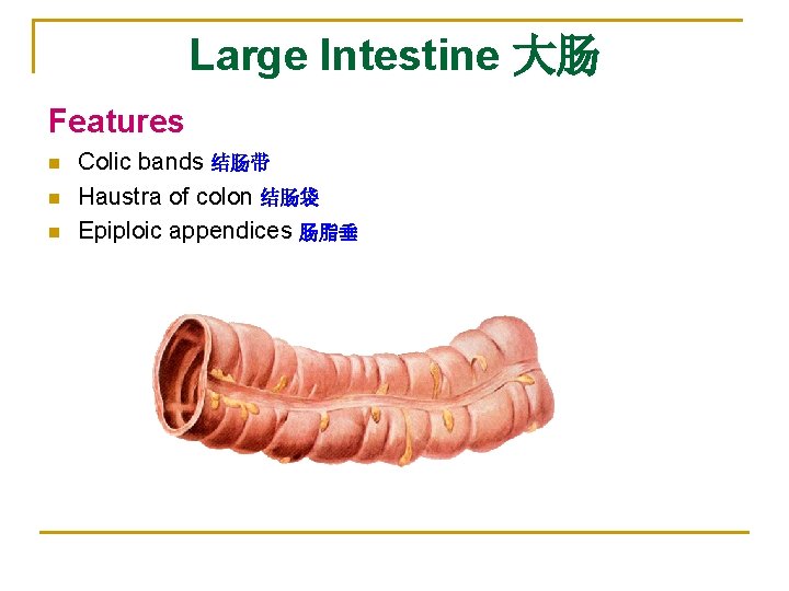 Large Intestine 大肠 Features n n n Colic bands 结肠带 Haustra of colon 结肠袋